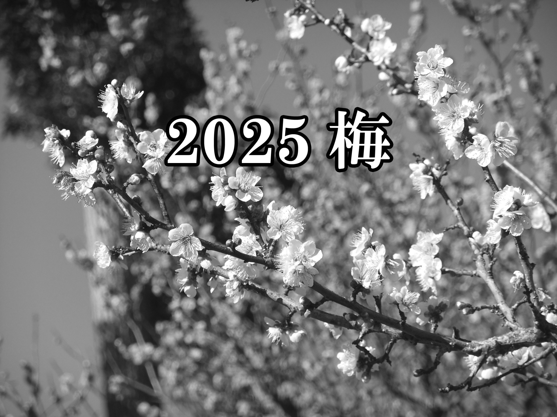 2025年　熱海梅園の梅アルバム（更新終了）